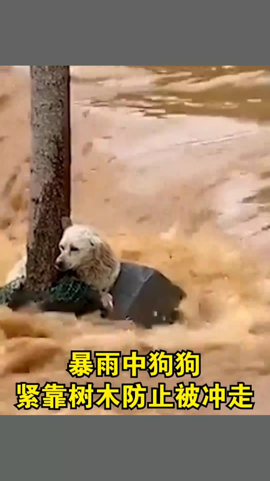 狗狗被洪水冲走，灾难中的生死救援