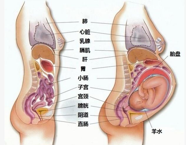 子宫肌瘤影响心脏供血吗子宫肌瘤对心脏供血的影响，解析与探讨