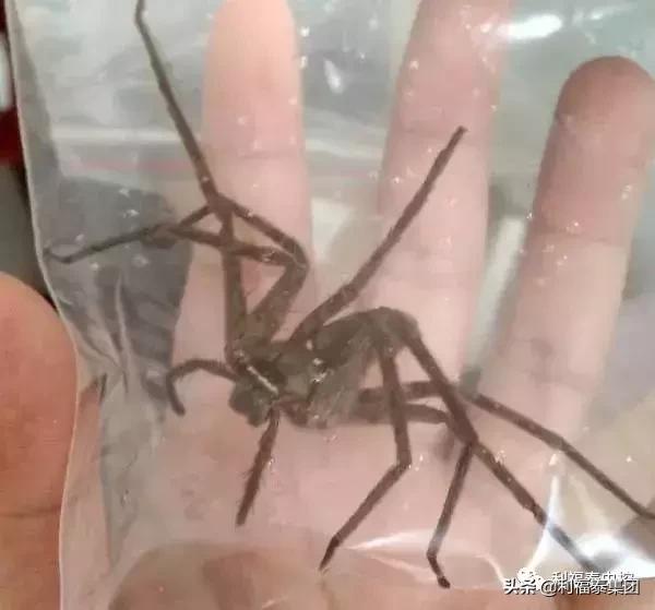 广东连日暴雨 蟑螂集体“搬家”广东连日暴雨引发蟑螂集体搬家，背后的真相究竟如何？