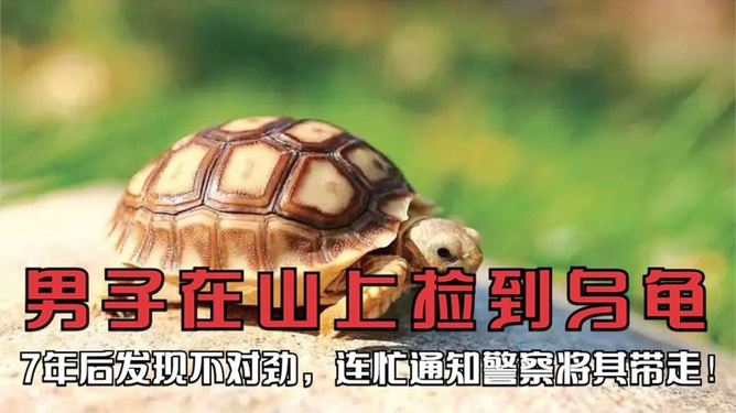 被抱走的龟找到了怎么处理被抱走的龟找到了怎么处理