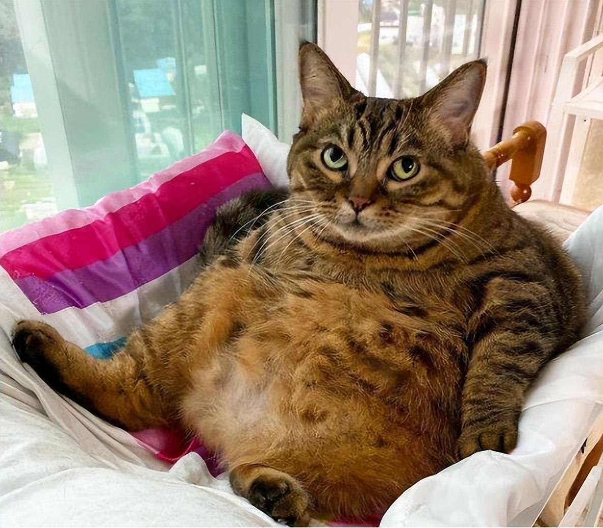 猫也会得痴呆症猫也会得痴呆症，了解、预防与照顾我们的猫咪伴侣