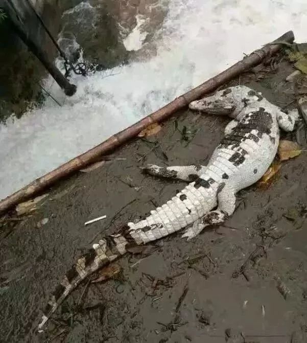 配送死鳄鱼半路活了