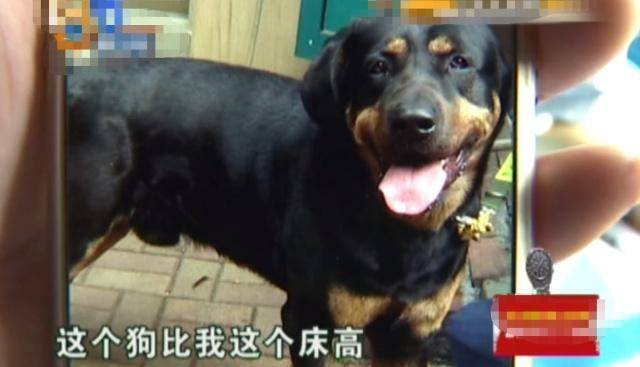 骑车被狗撞倒身亡骑车遭遇狗撞身亡事件，深度解析与反思