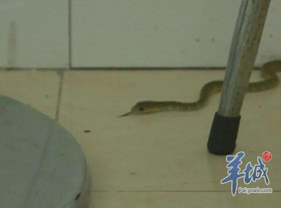 广东一小区蛇群泛滥广东某小区蛇群泛滥引发关注