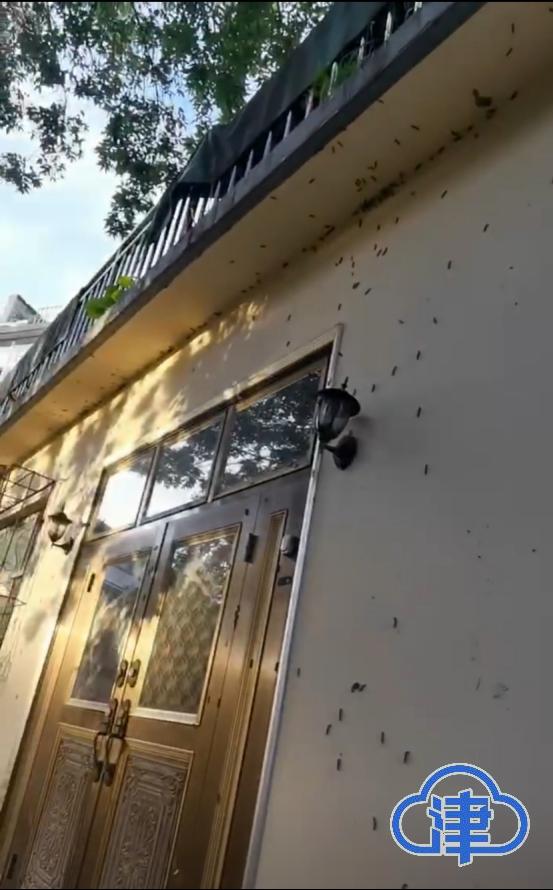小区毛毛虫泛滥小区毛毛虫泛滥，如何应对这一日益严峻的问题？