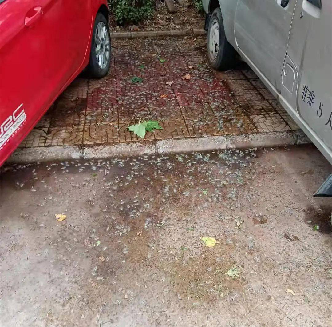 物业回应小区毛毛虫成灾满地都是物业回应小区毛毛虫成灾，如何应对与解决之道